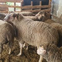 Продавам овце, снимка 6 - За селскостопански - 44937151