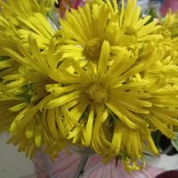 Жълти маргаритки високи, снимка 2 - Градински цветя и растения - 45255240