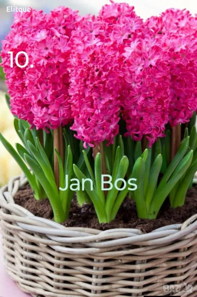 зюмбюл , снимка 1