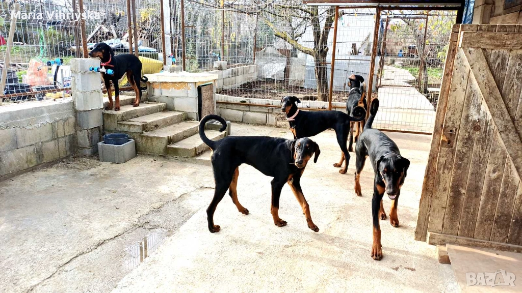 Добермани расови, снимка 1