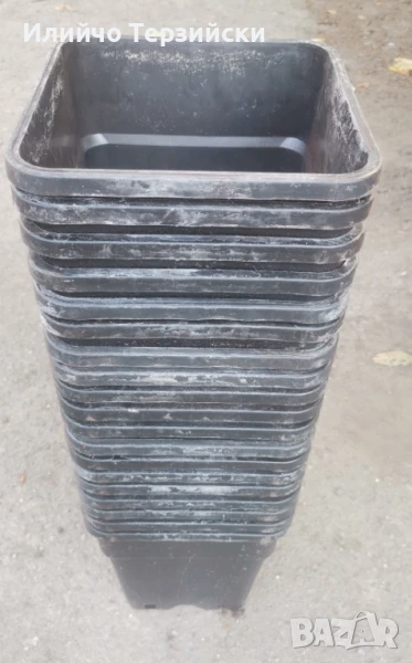 саксии 150 бр., снимка 1