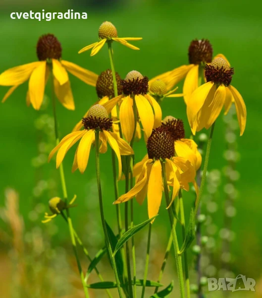  Ratibida ‘Pinata Yellow’! 2 броя и вземете 3, снимка 1