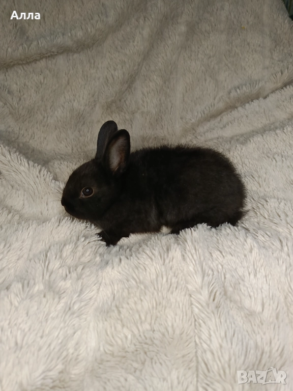 Холандско джуджета , декоративен заек, снимка 1