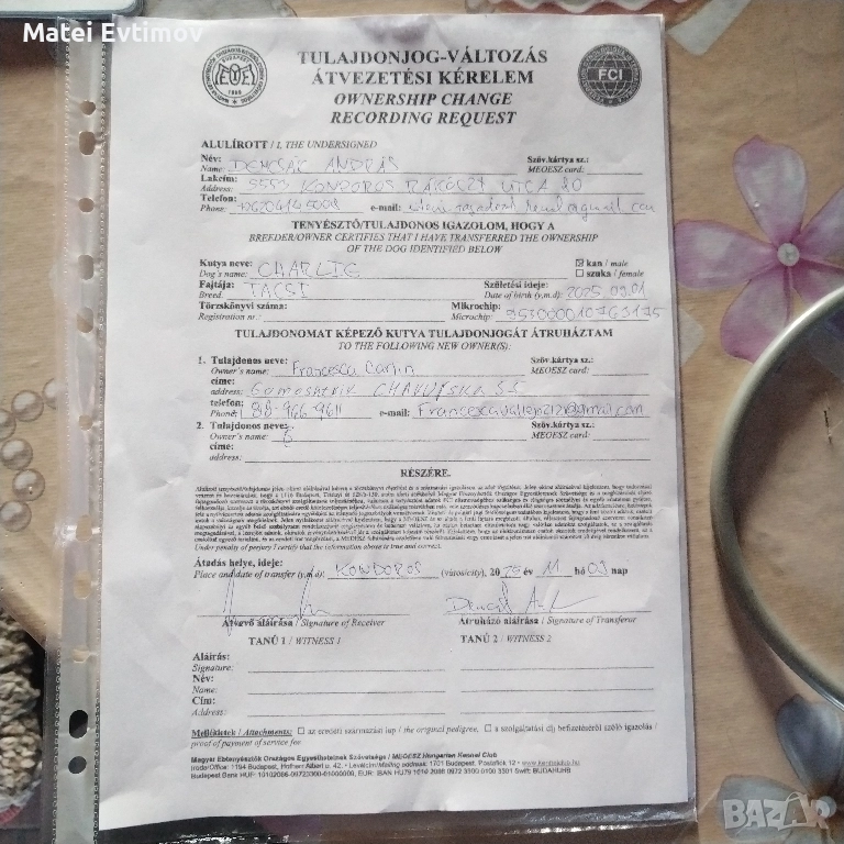 чистокръвен Дакел, снимка 1