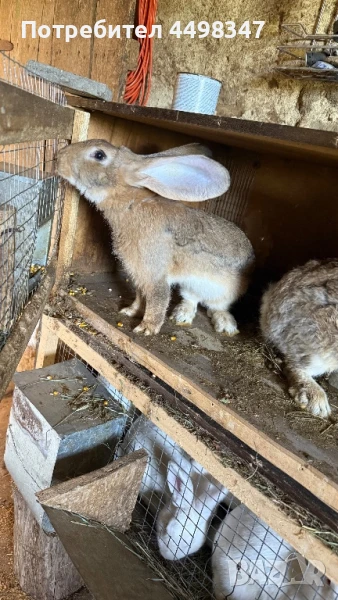 Зайчета Белгийски Великани, снимка 1