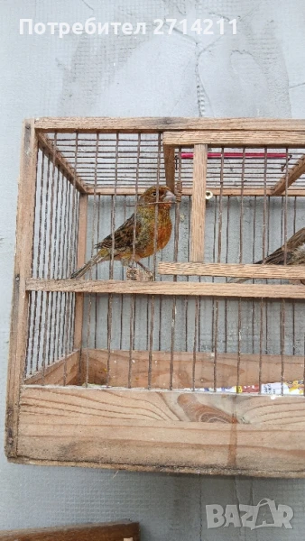 канарчета , снимка 1