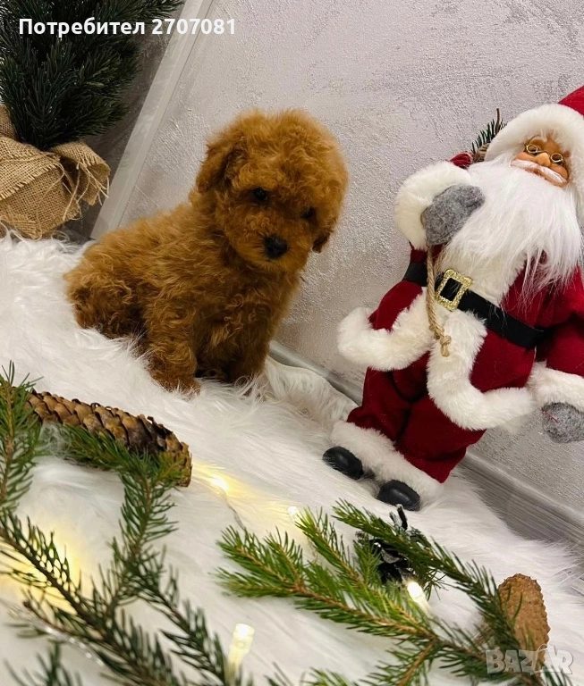 Мини пудел, снимка 1