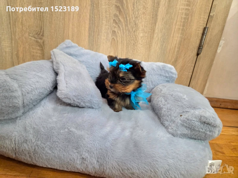 мини йоркширски териер, снимка 1