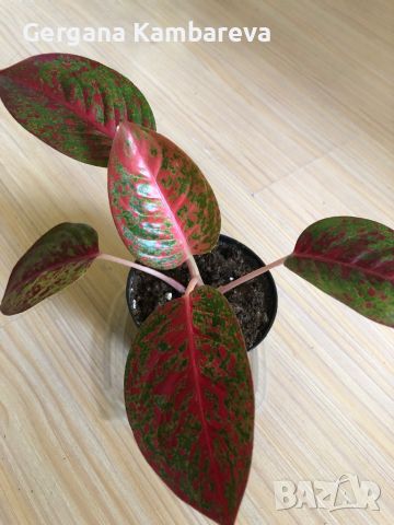 Aglaonema Sap Mongkol , снимка 4 - Стайни растения - 46318523