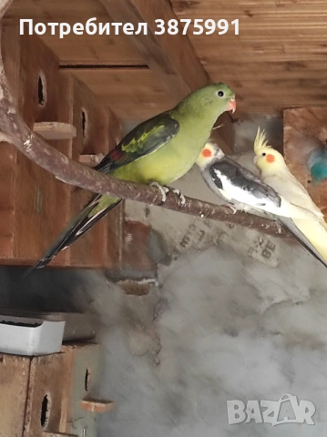 Продавам планински папагал женски, снимка 2 - Папагали - 47917540