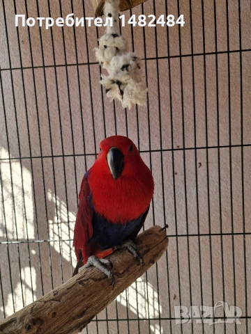 Еклектус , снимка 3 - Папагали - 53748222