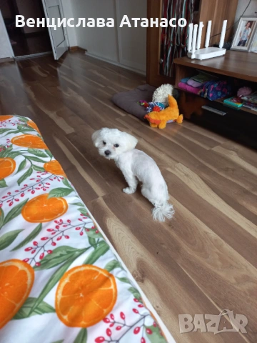 МАЛТИЙСКА БОЛОНКА, снимка 2 - Болонка - 53653182