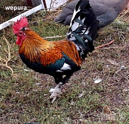Японски петли за разплод хоби японски кокошки токачки, снимка 7 - Кокошки и пуйки - 50232349