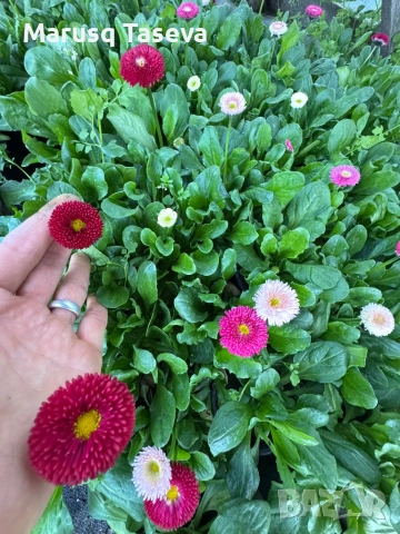 Кичест белис/паричка , снимка 3 - Градински цветя и растения - 54119476