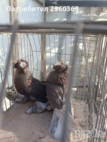 Динкеши и Бухари, снимка 3 - Гълъби - 52571617