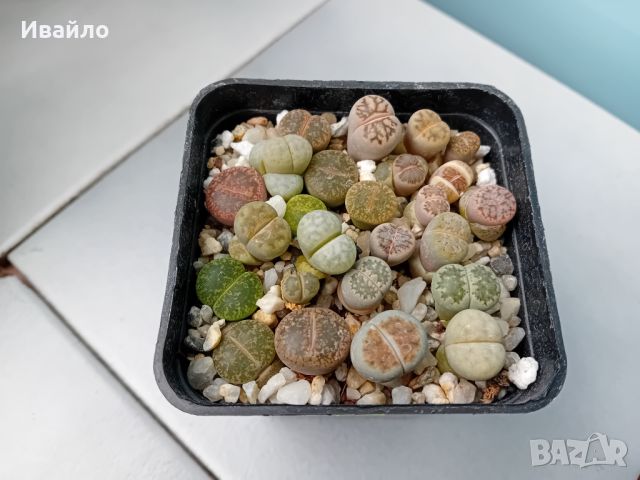 Живи камъчета - Lithops, снимка 8 - Градински цветя и растения - 33193359