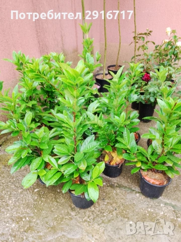 Лавровишна Новита , снимка 7 - Градински цветя и растения - 53881772