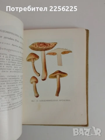 Отровните гъби и техните ядливи двойници , снимка 4 - Специализирана литература - 51127843