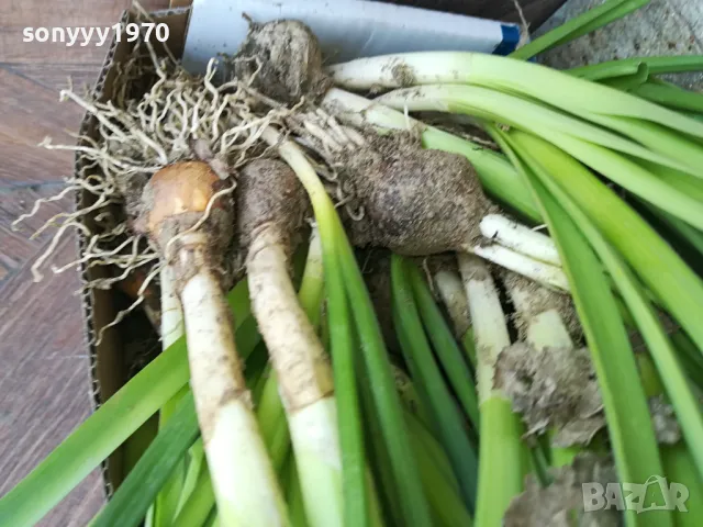 НАРЦИСИ-25ЛВ ЗА ЛОТ ОТ 25БР С ЛУКОВИЦИ 1104250533, снимка 7 - Градински цветя и растения - 49853468