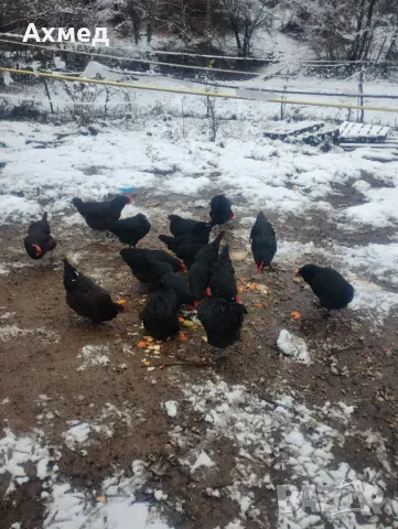 Буркан пилешко месо , снимка 4 - Домашни продукти - 49041608