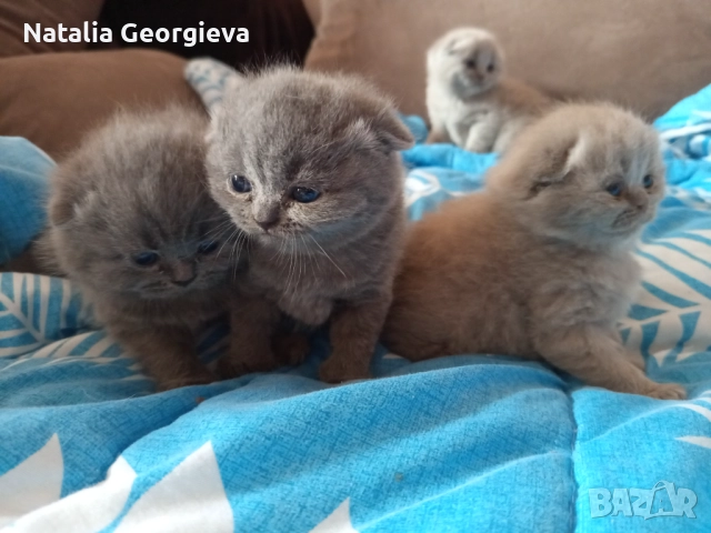 Британски котенца , снимка 6 - Британска късокосместа - 52672572