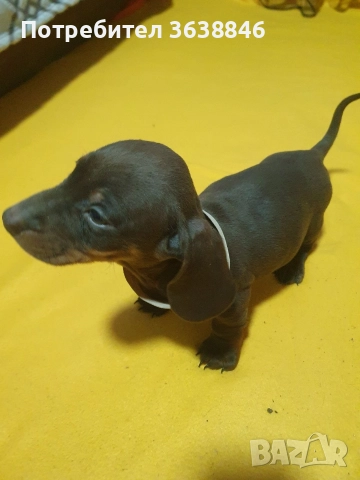 Дакел, снимка 3 - Дакели - 52885827