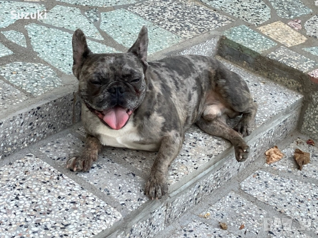 Мъжки Френски Булдог, снимка 7 - Френски булдог - 50461860