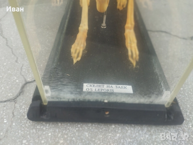 Соц Скелет на заек , снимка 4 - Колекции - 51686534