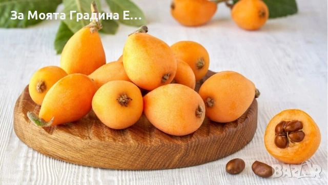 Японска Мушмула , снимка 2 - Градински цветя и растения - 53620954