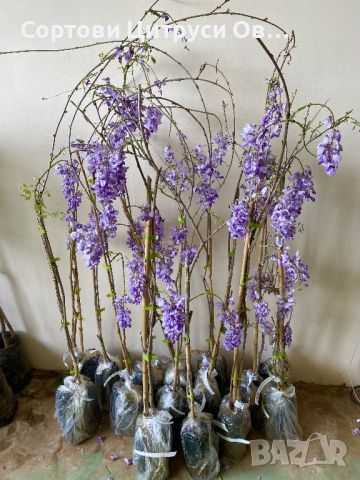 Глициния  Вистерия - Wisteria Sinensis, снимка 2 - Градински цветя и растения - 45171942