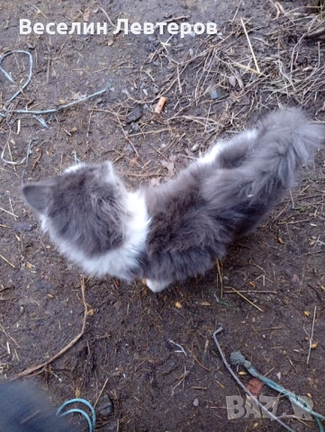 Продавам две котета , снимка 5 - Руска синя котка - 53160786