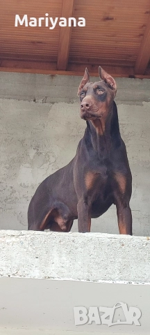 Продавам родословни добермани , снимка 14 - Доберман - 52585726