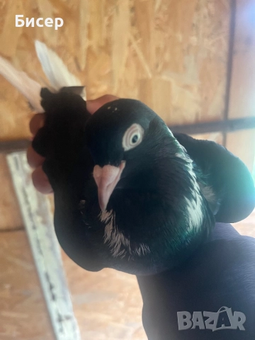 Търговишки гълъби, снимка 6 - Гълъби - 52495923