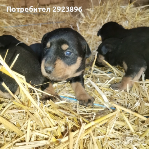 Ягдтериер, снимка 2 - Ягдтериер - 52424138