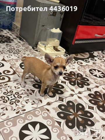 Чистокръвен пинчер, снимка 4 - Пинчер - 53879655