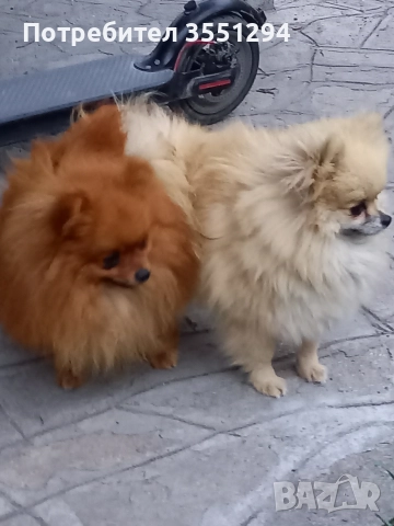 Померанче момиче , снимка 7 - Померан - 52733959