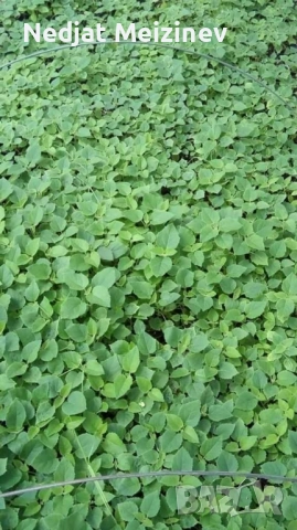 Пауловния фиданки , снимка 9 - Градински цветя и растения - 51841534