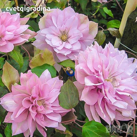 Clematis ‘Multi Pink’ (Клематис Мулти Пинк), снимка 3 - Градински цветя и растения - 50938193