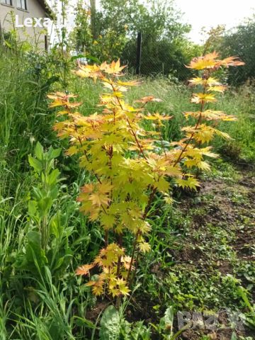 Японски клен,ацер Катсура\Acer palmatum Katsura, снимка 4 - Градински цветя и растения - 45846242