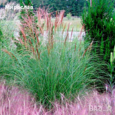 Продавам декоративна трева Мискантус, снимка 10 - Градински цветя и растения - 45733514