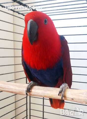 Папагал Еклектус-Благороден папагал