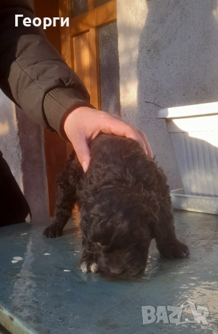 Кокер с Лагото- кученца, снимка 3 - Други - 53262436