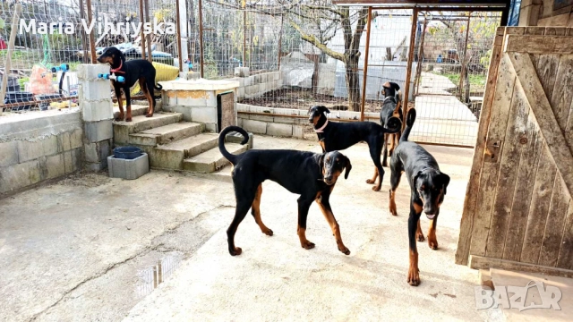 Добермани расови