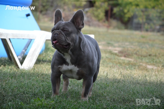 Френски булдог мъжки Лилак син тан, снимка 2 - Френски булдог - 53588061