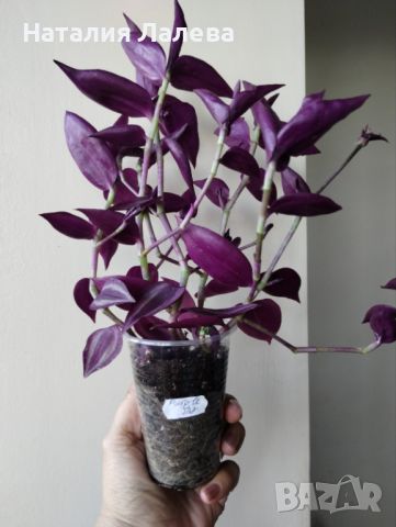 Традесканция, tradescantia Purple Joy, снимка 3 - Стайни растения - 46767343