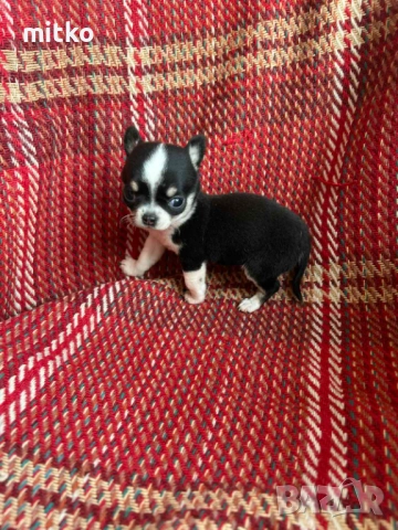 Чихуахуа , снимка 7 - Чихуахуа - 52482400