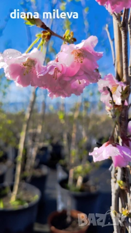 Японска Вишна, Prunus Accolade, снимка 4 - Градински цветя и растения - 54116099