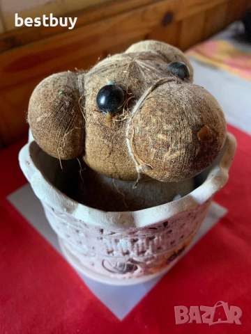 Чичко тревичко, снимка 2 - Стайни растения - 54275459