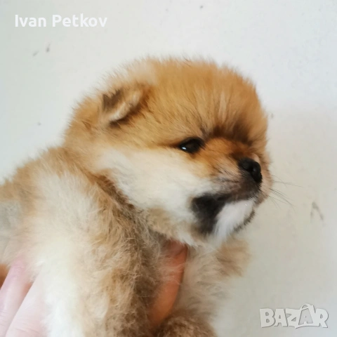 померан, померанчета, снимка 7 - Померан - 53431412