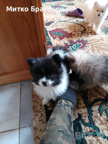 Продавам померани, снимка 2 - Померан - 52792953